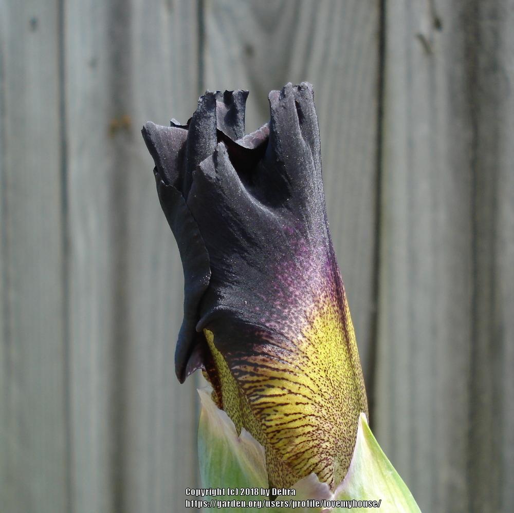 Photo of Tall Bearded Iris (Iris 'Rum and Coke') uploaded by lovemyhouse