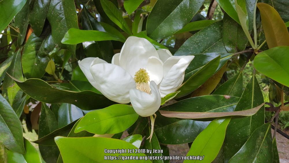 Photo of Southern Magnolia (Magnolia grandiflora) uploaded by rocklady
