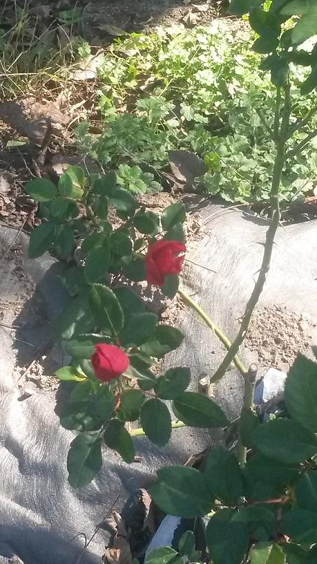 Photo of Roses (Rosa) uploaded by thomasjones2266