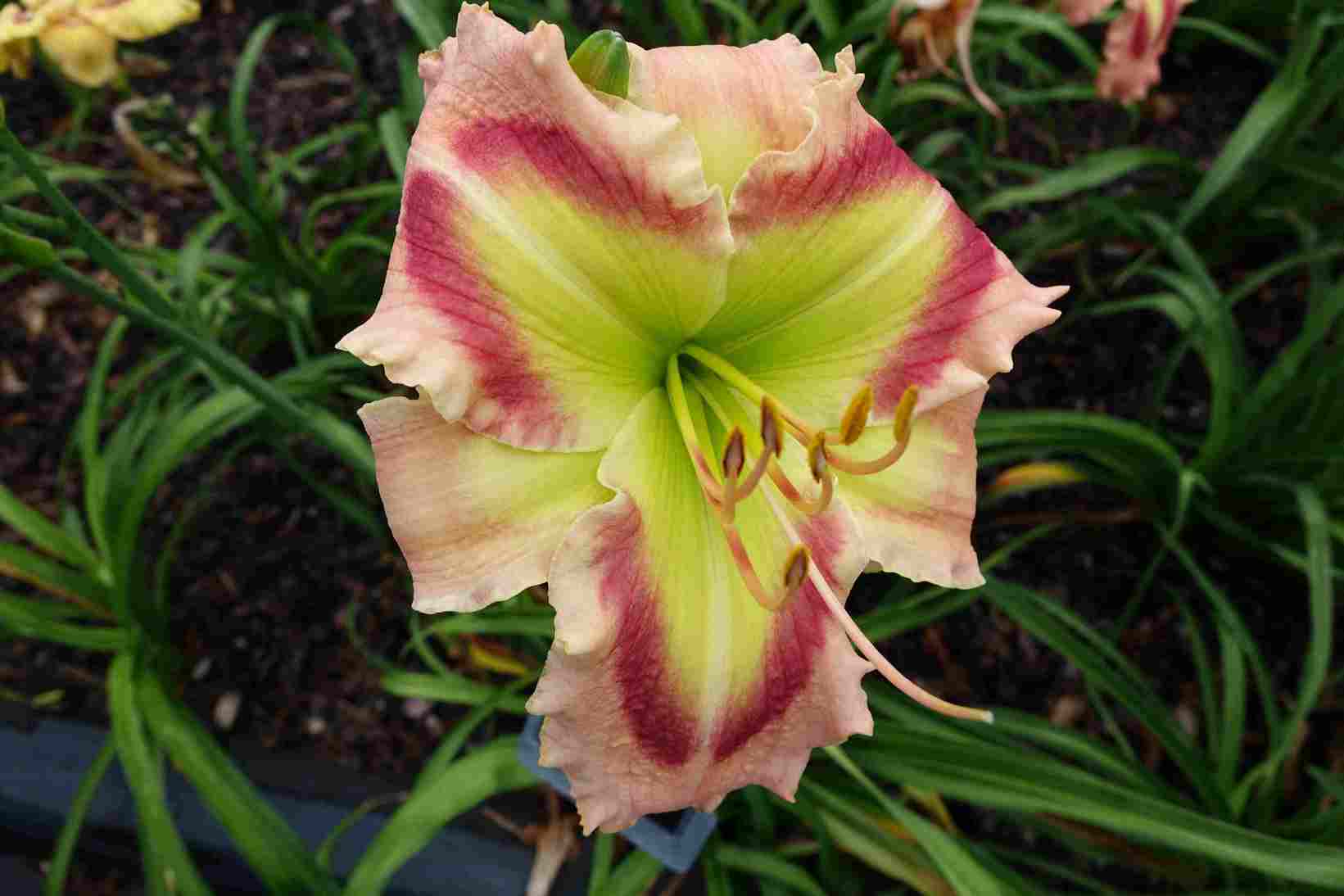 Photo of Daylily (Hemerocallis 'Queen of Green') uploaded by Calif_Sue