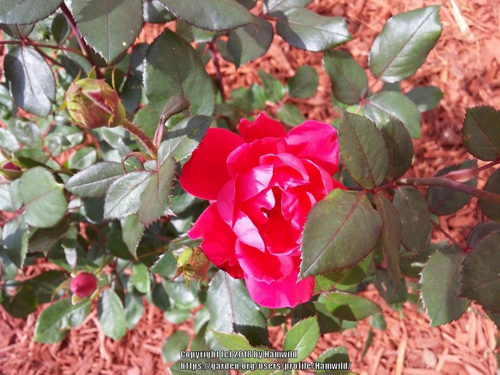 Photo of Rose (Rosa 'Double Knock Out') uploaded by Hamwild