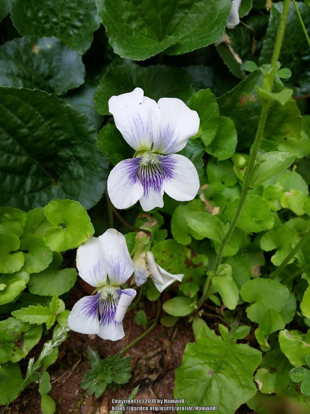 Photo of Violas (Viola) uploaded by Hamwild
