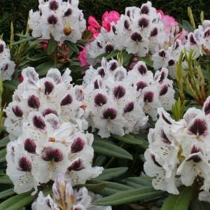 Photo of Rhododendron 'Sappho' uploaded by Joy