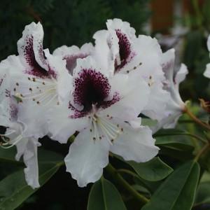 Photo of Rhododendron 'Sappho' uploaded by Joy