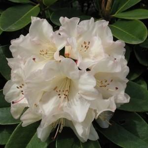 Photo of Rhododendron 'Unique' uploaded by Joy