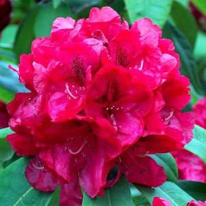 Photo of Rhododendron 'Trilby' uploaded by Joy