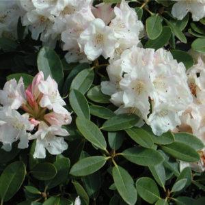 Photo of Rhododendron 'Unique' uploaded by Joy