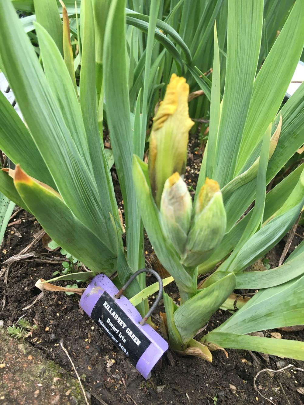 Photo of Standard Dwarf Bearded Iris (Iris 'Killarney Green') uploaded by Lilydaydreamer