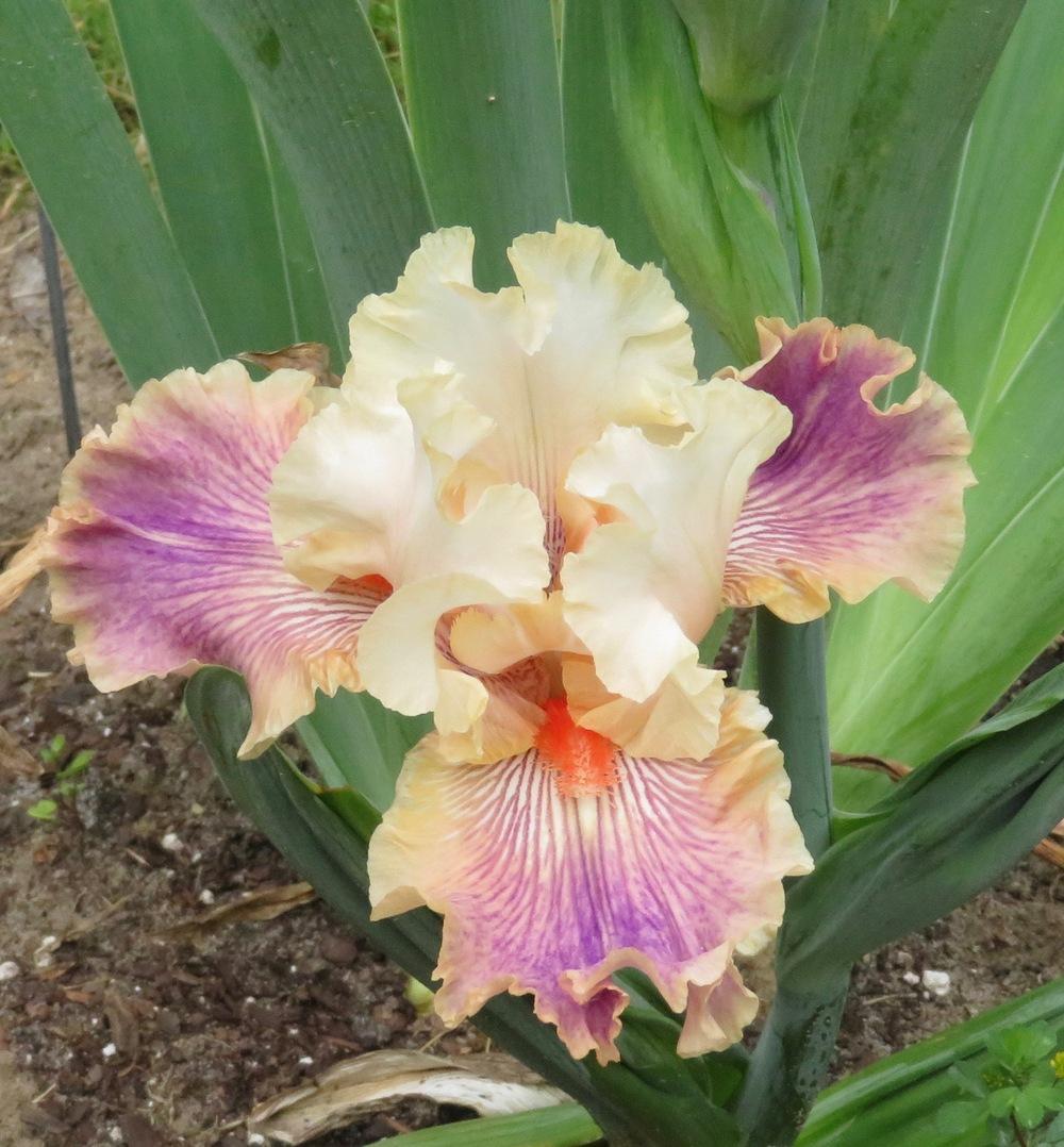 Photo of Tall Bearded Iris (Iris 'Carnival of Color') uploaded by QHBarbie
