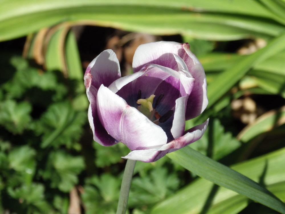Photo of Tulips (Tulipa) uploaded by pdermer1x