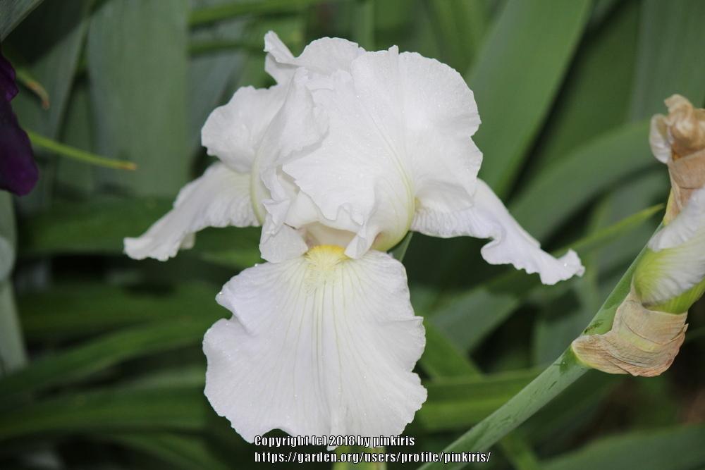 Photo of Tall Bearded Iris (Iris 'Immortality') uploaded by pinkiris