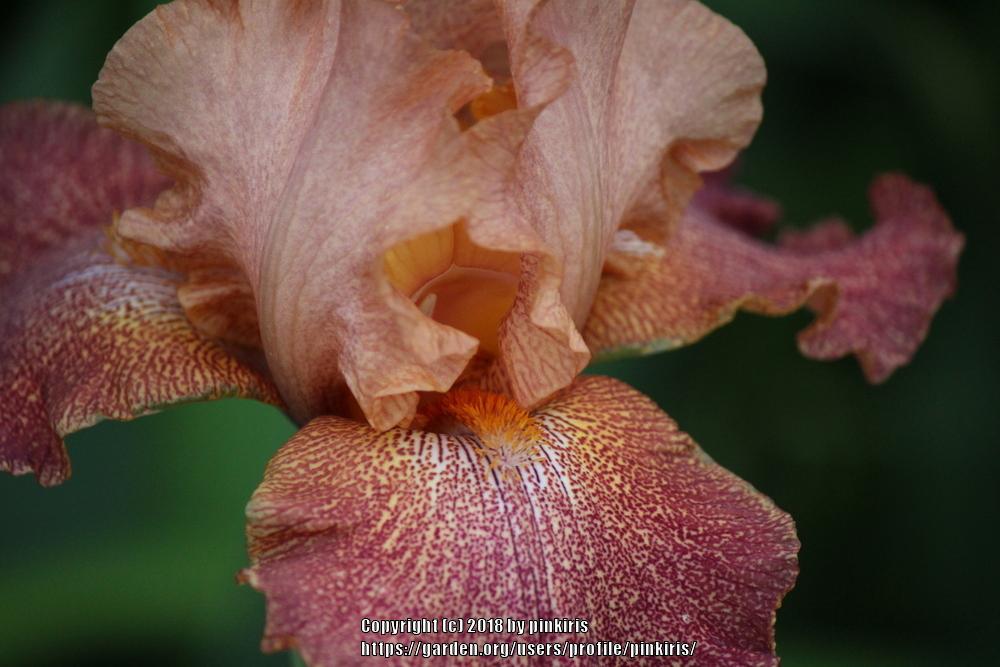Photo of Tall Bearded Iris (Iris 'Tanzanian Tangerine') uploaded by pinkiris