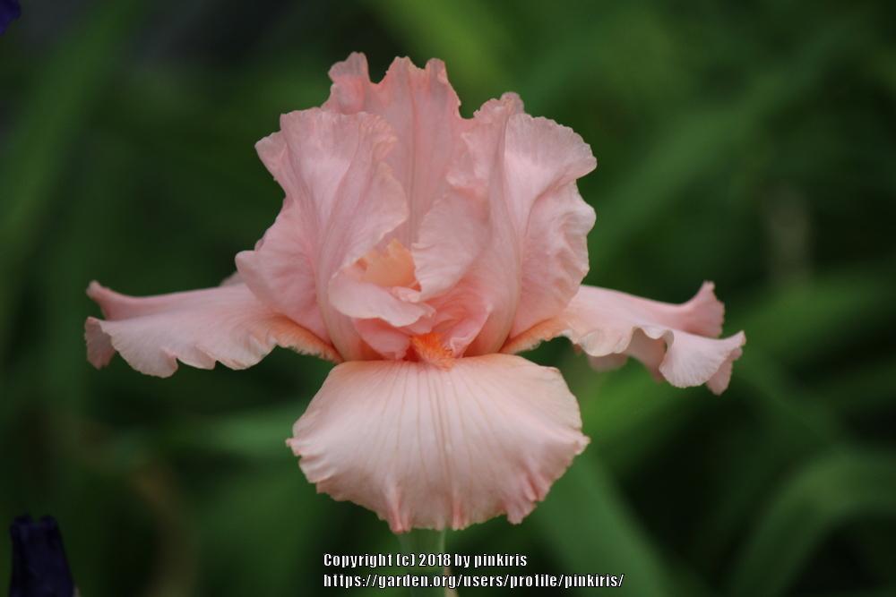Photo of Tall Bearded Iris (Iris 'Unchain My Heart') uploaded by pinkiris