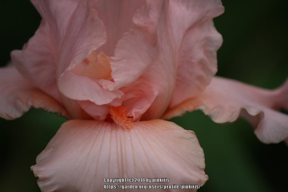Photo of Tall Bearded Iris (Iris 'Unchain My Heart') uploaded by pinkiris