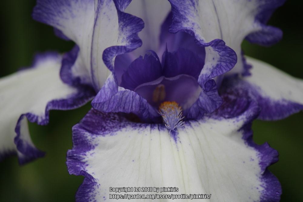 Photo of Tall Bearded Iris (Iris 'Classic Look') uploaded by pinkiris