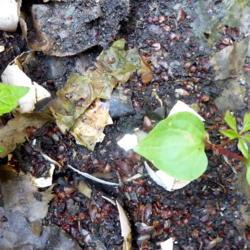 Location: Northeastern, Texas
Date: 2018-04-20
Both Virginia Creeper seedlings, one has three leaves, the other 