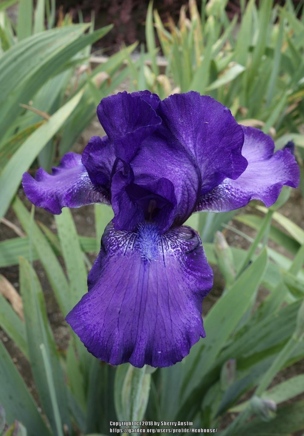 Photo of Intermediate Bearded Iris (Iris 'This and That') uploaded by Henhouse