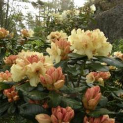 
Photo courtesy of Rhododendrons Direct. Used with permission.