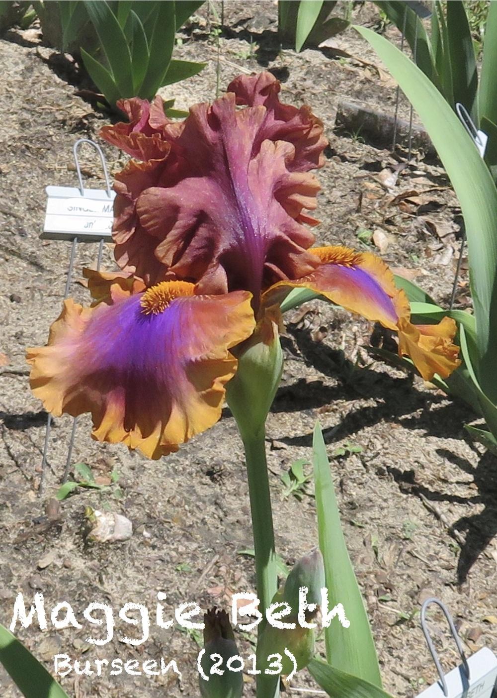 Photo of Tall Bearded Iris (Iris 'Maggie Beth') uploaded by QHBarbie