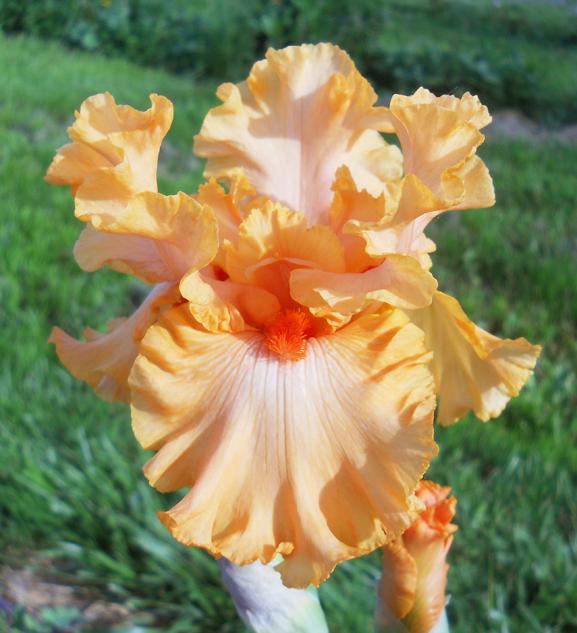 Photo of Tall Bearded Iris (Iris 'Oh So Yummy') uploaded by TBMan