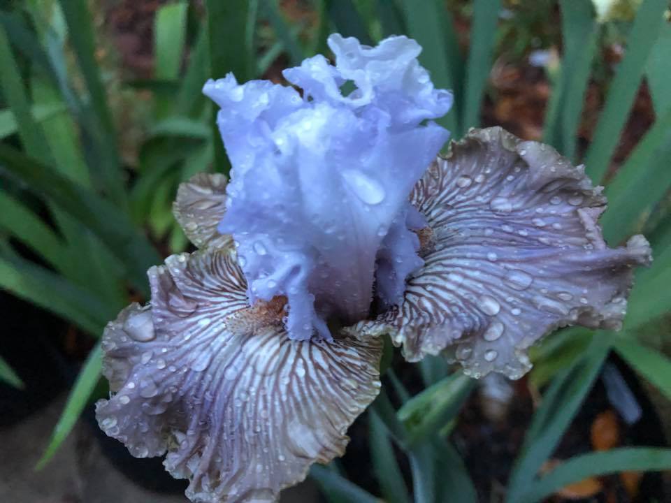 Photo of Tall Bearded Iris (Iris 'Tango Amigo') uploaded by aikenforflowers