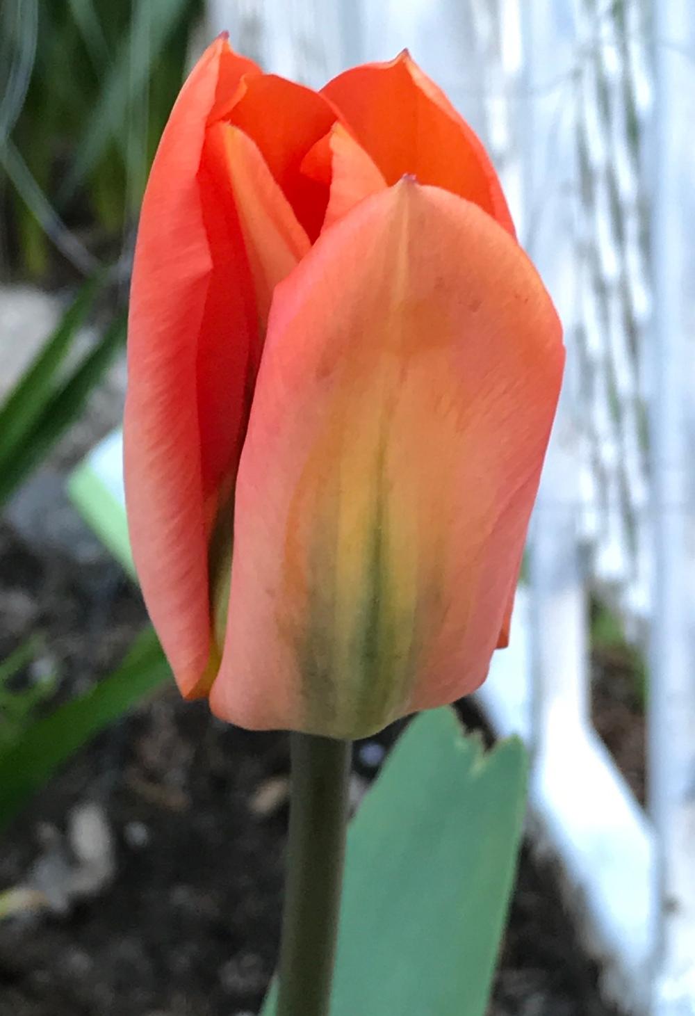 Photo of Fosteriana Tulip (Tulipa 'Orange Emperor') uploaded by bxncbx