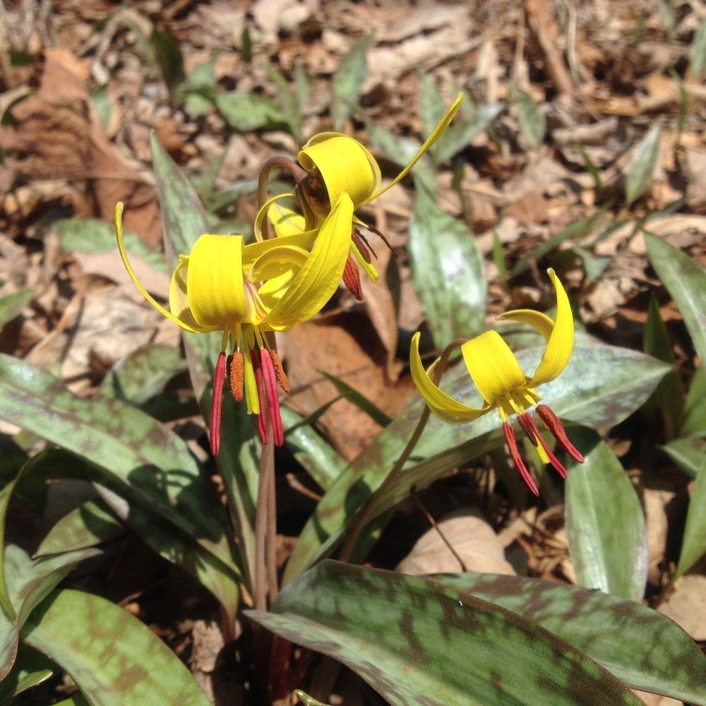 Photo of Trout Lily (Erythronium americanum) uploaded by csandt