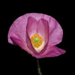 Location: Botanical Gardens of the State of Georgia...Athens, Ga
Date: 2018-04-18
Pink Poppy 042