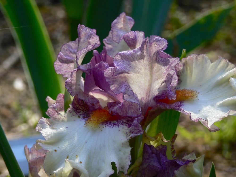 Photo of Intermediate Bearded Iris (Iris 'Intoxicating') uploaded by janwax