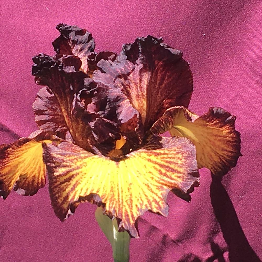 Photo of Tall Bearded Iris (Iris 'Tuscan Summer') uploaded by lilpod13