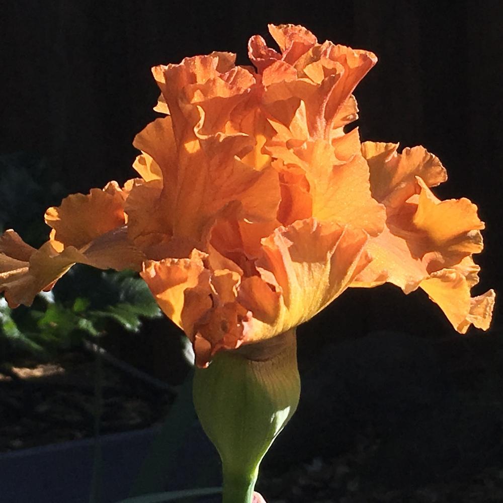 Photo of Tall Bearded Iris (Iris 'Golden Panther') uploaded by lilpod13