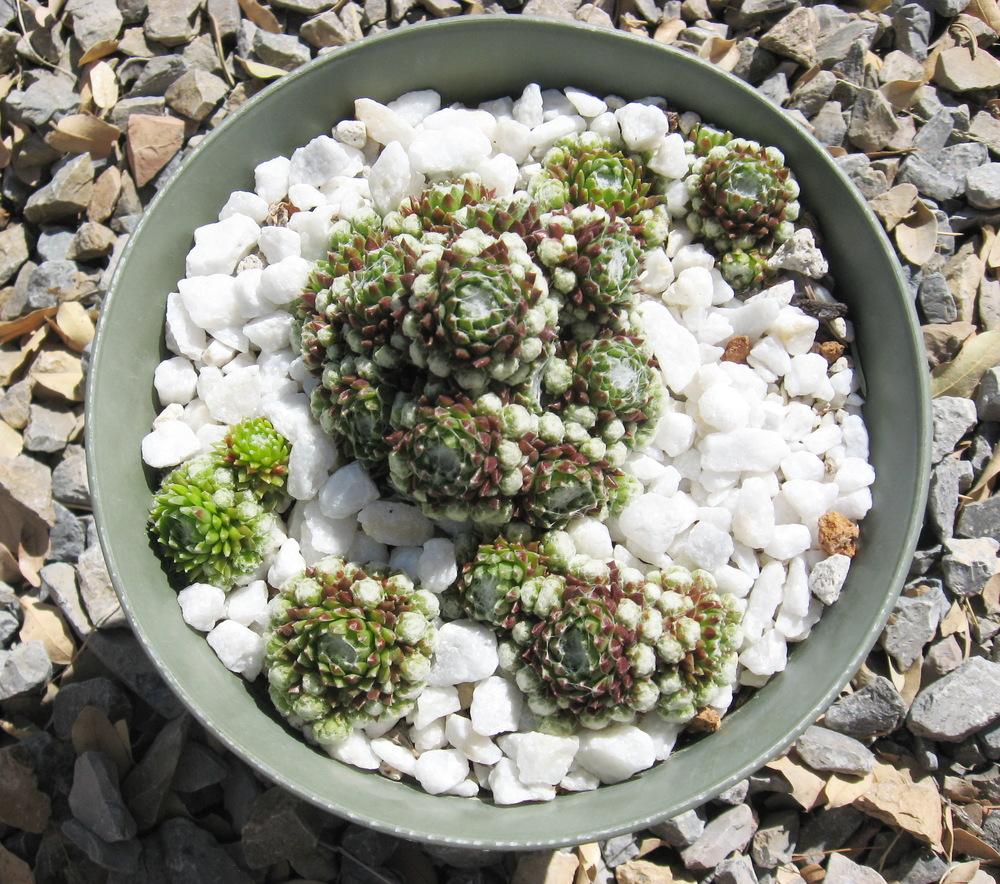 Photo of Hen and Chicks (Sempervivum 'Silver Angel') uploaded by plantmanager