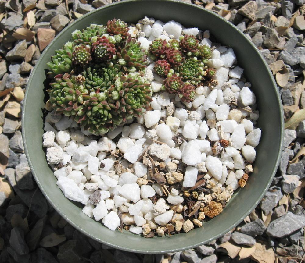 Photo of Hen and Chicks (Sempervivum arachnoideum 'Zilver Baby') uploaded by plantmanager