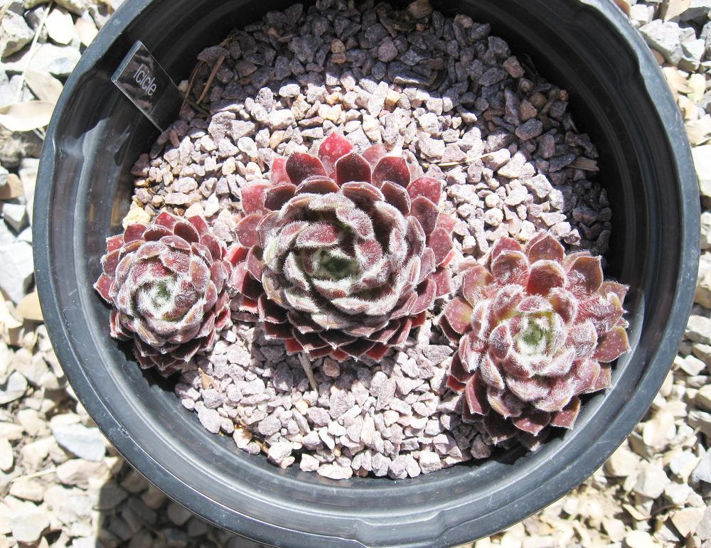 Photo of Hen and Chicks (Sempervivum 'Icicle') uploaded by plantmanager