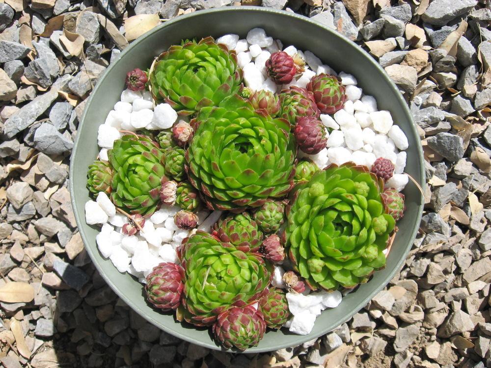 Photo of Rollers (Sempervivum globiferum subsp. allionii 'from Col de Turini') uploaded by plantmanager