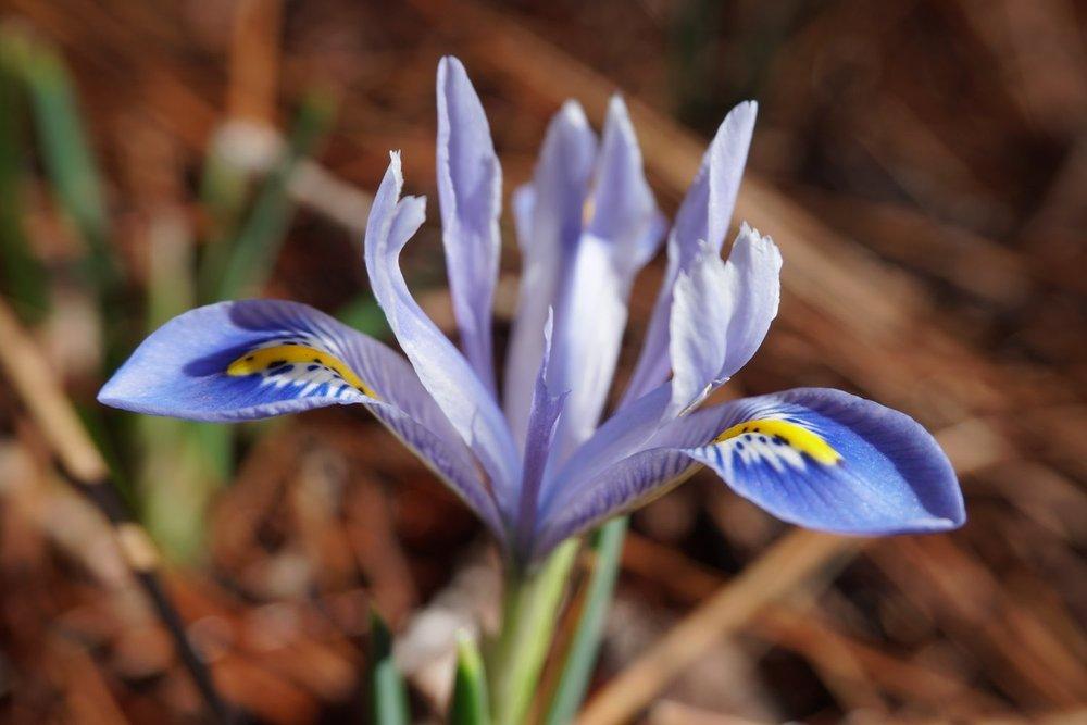 Photo of Reticulated Iris (Iris reticulata 'Alida') uploaded by urania1