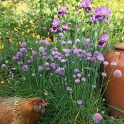 Location: My garden
Date: 2018-04-23
With Poppy the chicken and chives in foreground