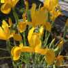 Dutch Iris (Iris 'Golden Giant')