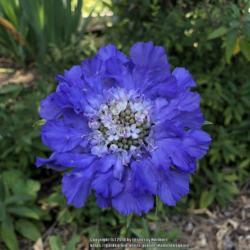 Location: Hamilton Square Garden, Historic City Cemetery, Sacramento CA.
Date: 2018-04-23
Third plant, best results. Very large flower. From Annie's tagged