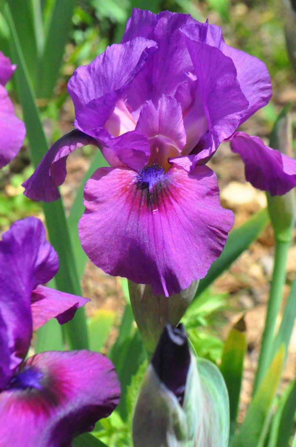 Photo of Arilbred Iris (Iris 'Parable') uploaded by Phytodiscovery