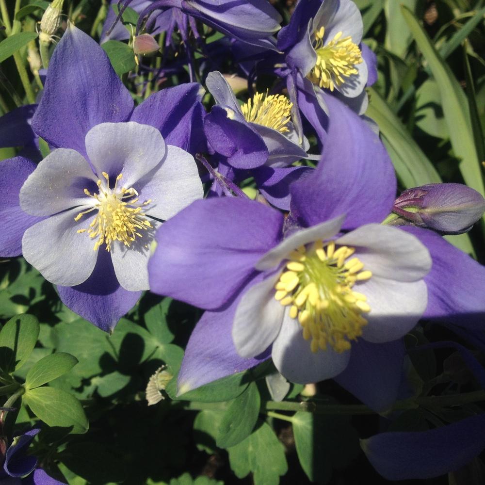 Photo of Columbine (Aquilegia 'Swan Blue and White') uploaded by csandt