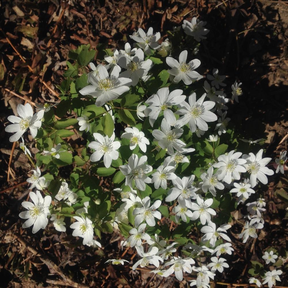 Photo of Rue Anemone (Thalictrum thalictroides) uploaded by csandt