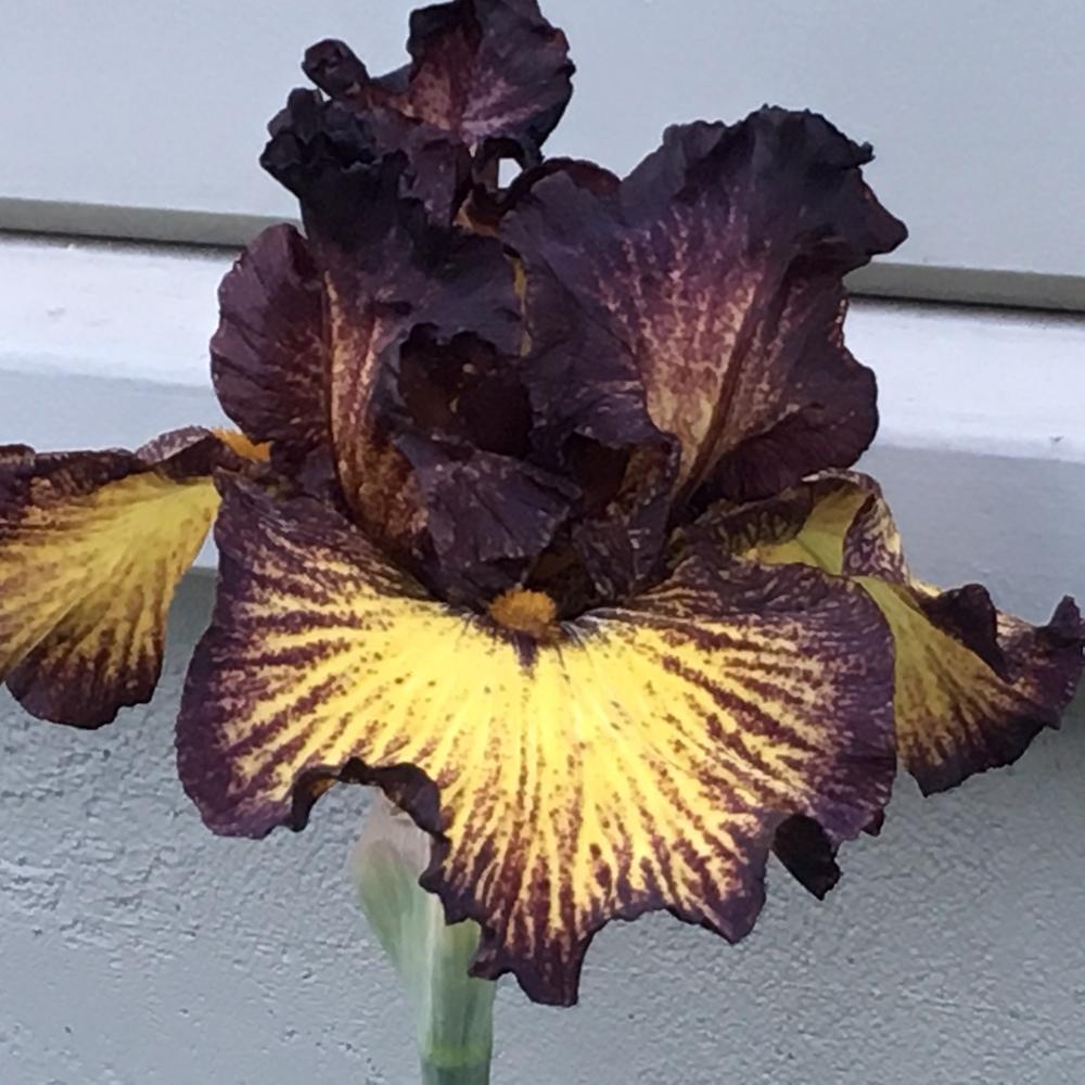 Photo of Tall Bearded Iris (Iris 'Tuscan Summer') uploaded by lilpod13