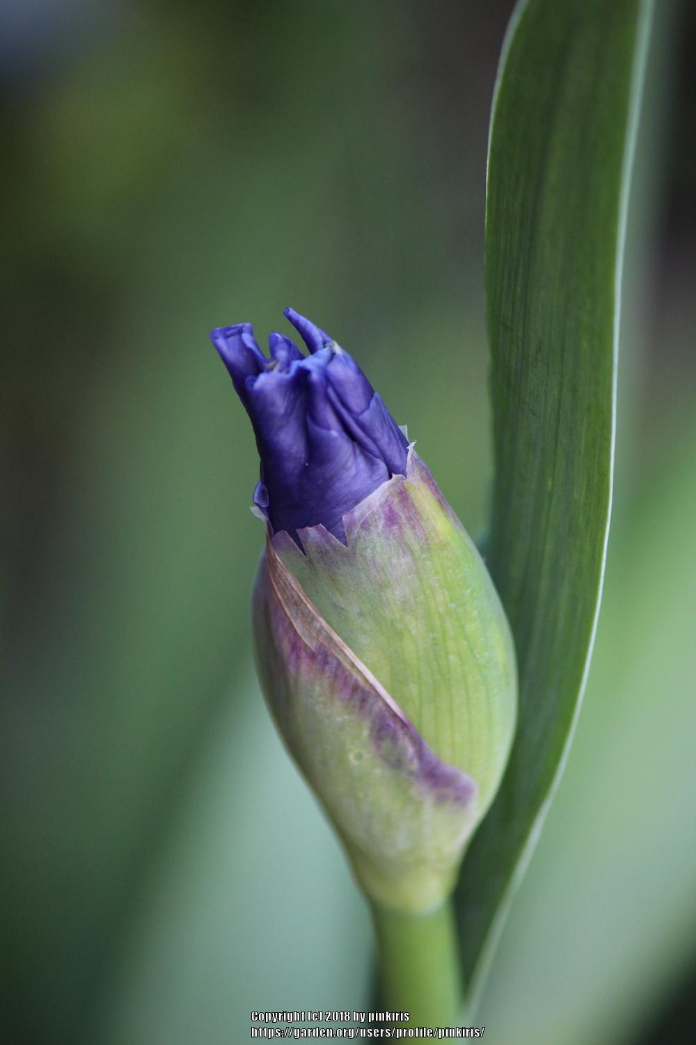 Photo of Tall Bearded Iris (Iris 'Stairway to Heaven') uploaded by pinkiris