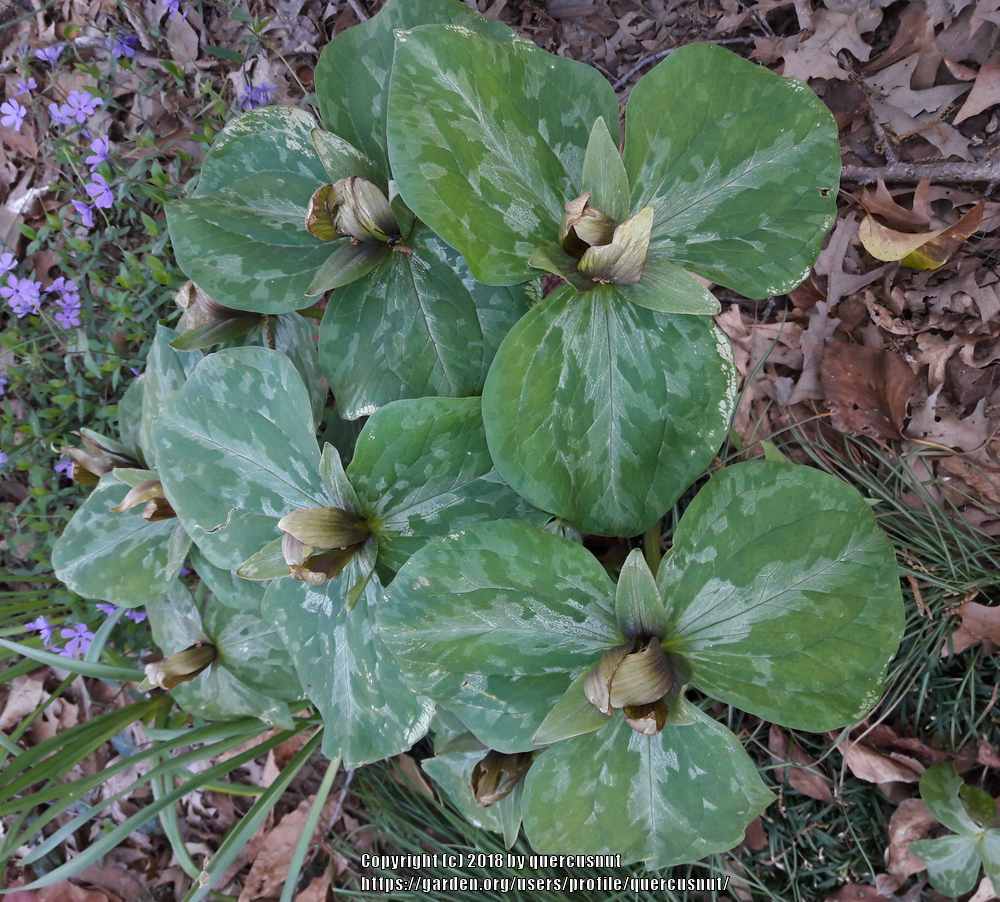 Photo of Sessile Trillium (Trillium sessile) uploaded by quercusnut