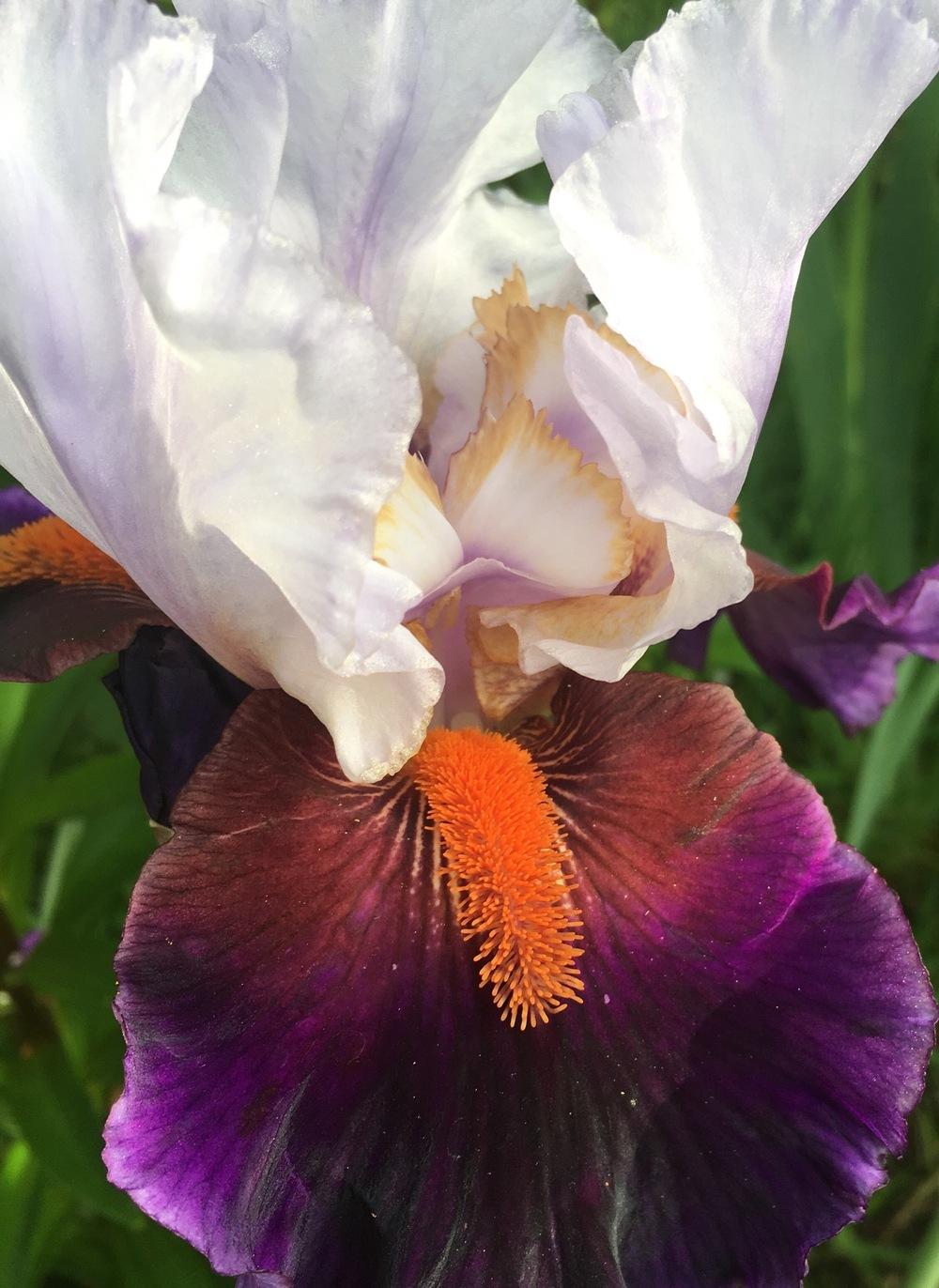 Photo of Tall Bearded Iris (Iris 'Sharpshooter') uploaded by Calif_Sue