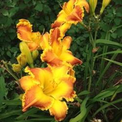 
Date: 2017-07-13
Photo courtesy of 5-Acre Farm Daylilies