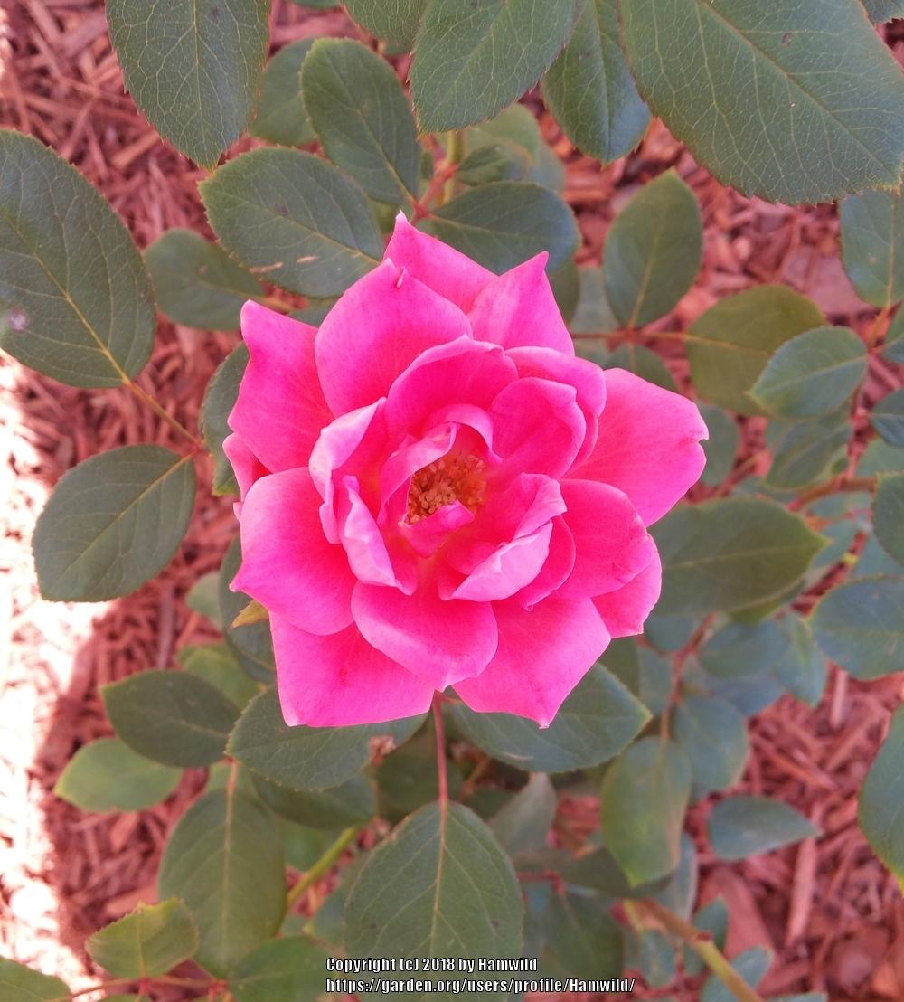 Photo of Rose (Rosa 'Pink Double Knock Out') uploaded by Hamwild