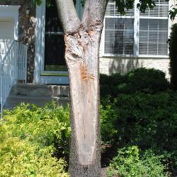 Location: near West Chester, Pennsylvania
Date: 2010-05-20
a big branch ripped off leaving a big wound