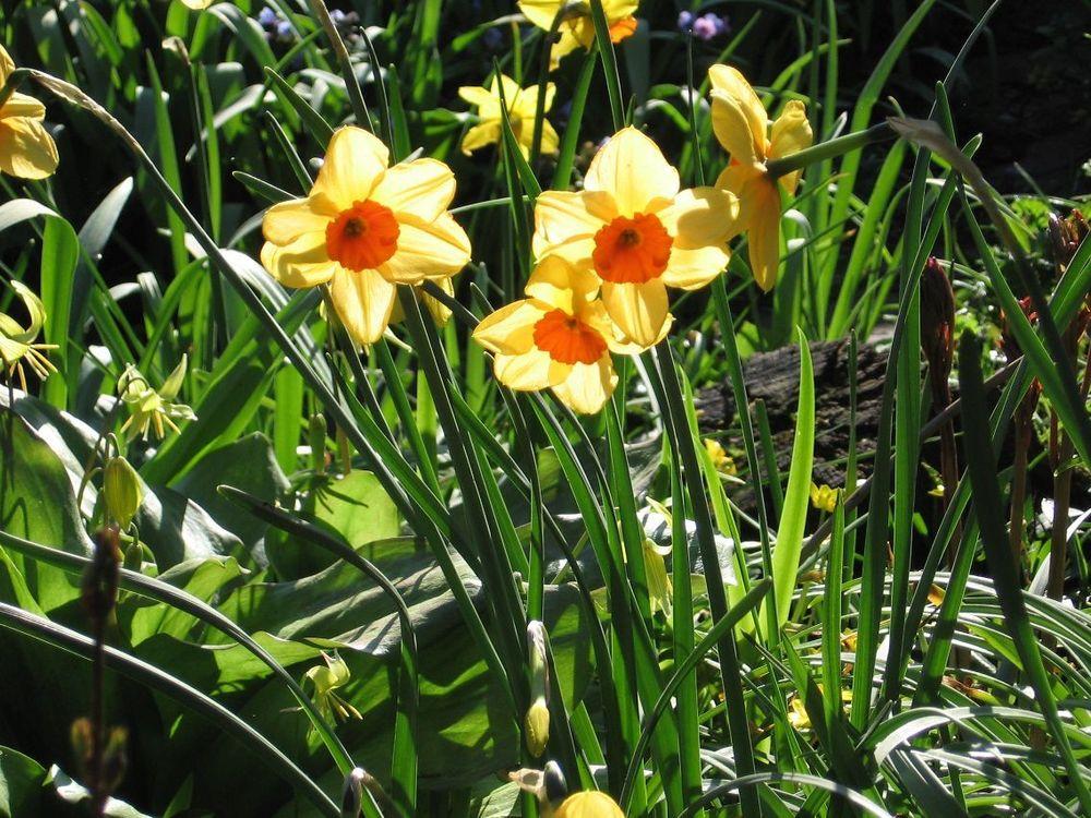 Photo of Jonquilla Daffodil (Narcissus 'Kedron') uploaded by Yorkshirelass